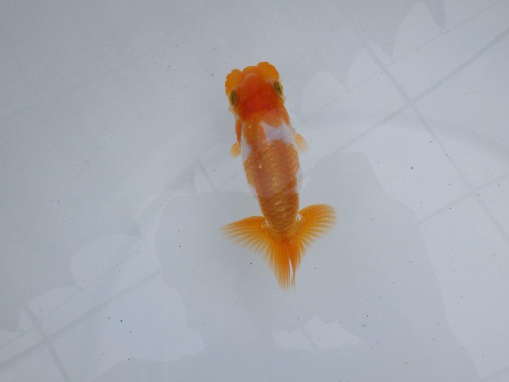 【 鉄板！！】フンタン＆尾張りが素晴らしい当歳らんちゅう　東大関系統　約11,5㎝