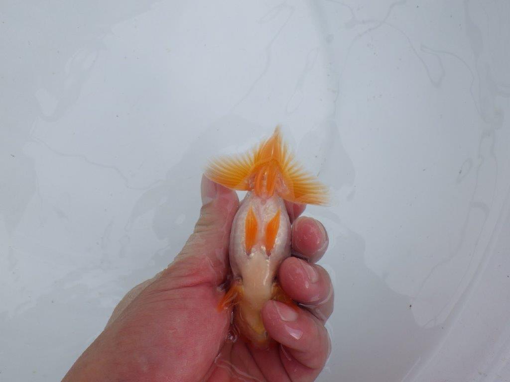 【 鉄板！！】フンタン＆尾張りが素晴らしい当歳らんちゅう　東大関系統　約11,5㎝