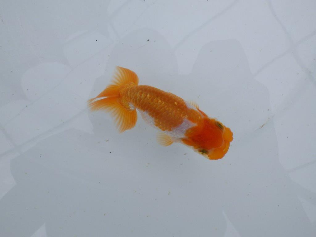 【 鉄板！！】フンタン＆尾張りが素晴らしい当歳らんちゅう　東大関系統　約11,5㎝