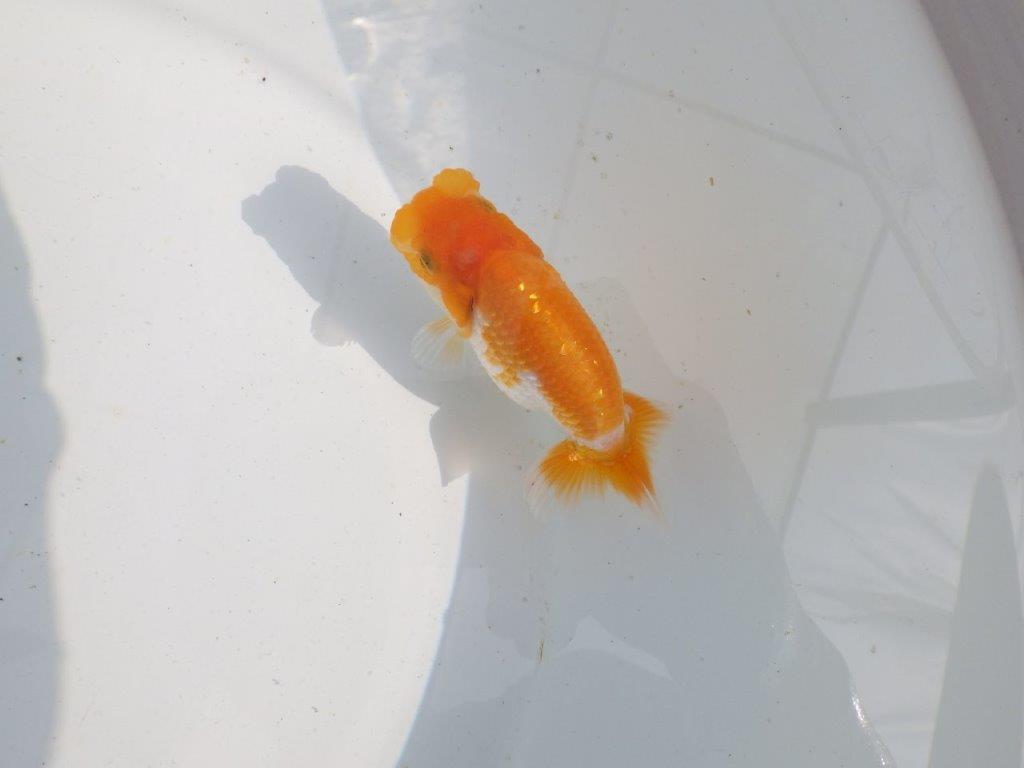 【 鉄板！！】飼い込みお勧めの当歳らんちゅう　東大関系統　約10,5㎝