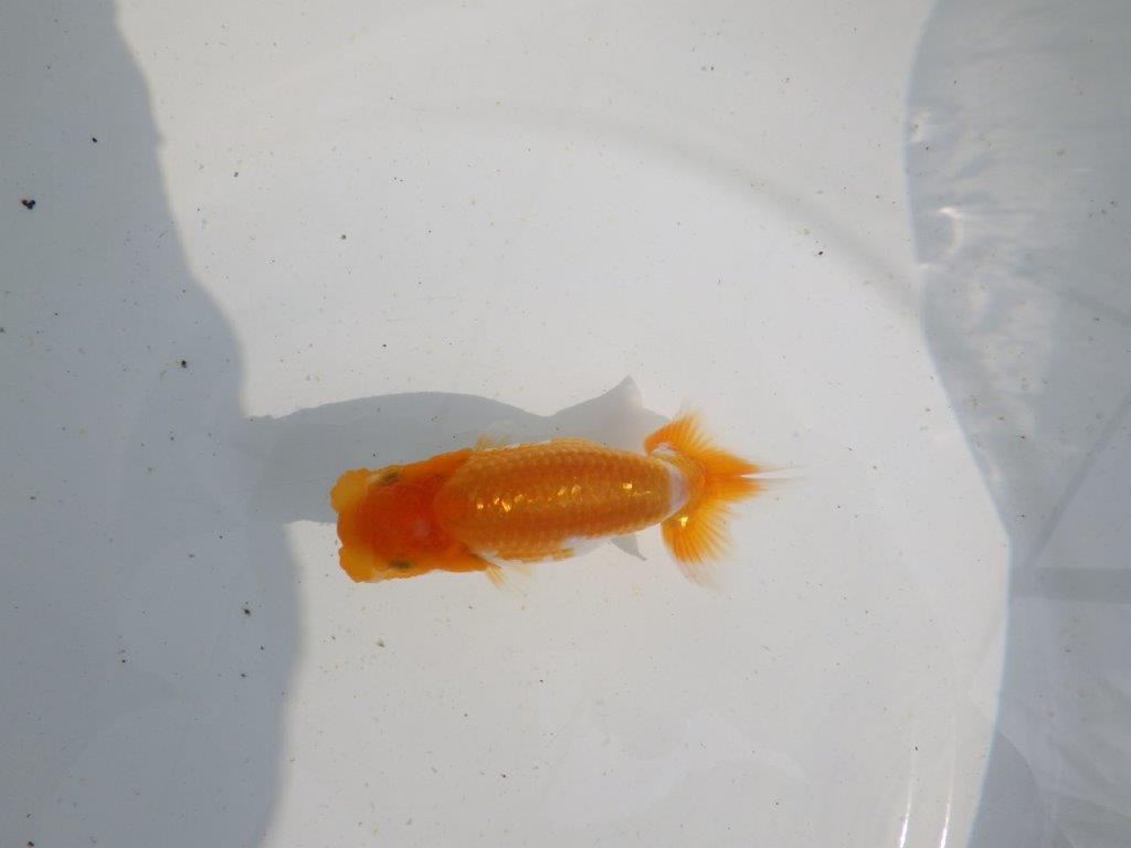 【 鉄板！！】飼い込みお勧めの当歳らんちゅう　東大関系統　約10,5㎝