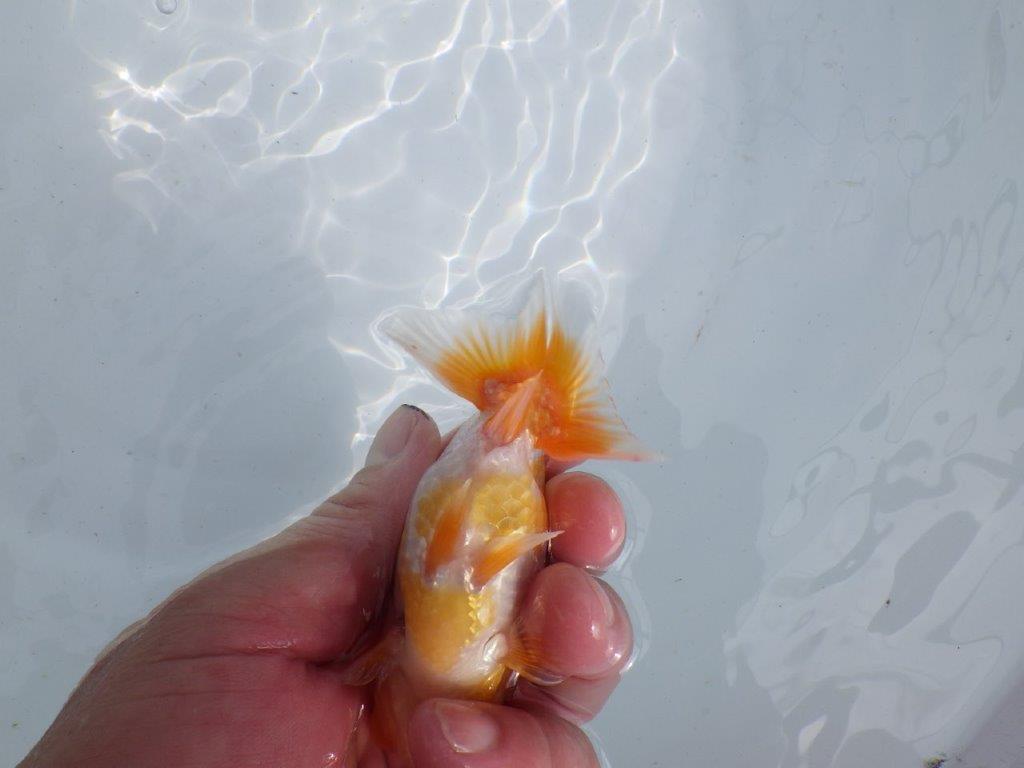 【 鉄板！！】飼い込みお勧めの当歳らんちゅう　東大関系統　約10,5㎝