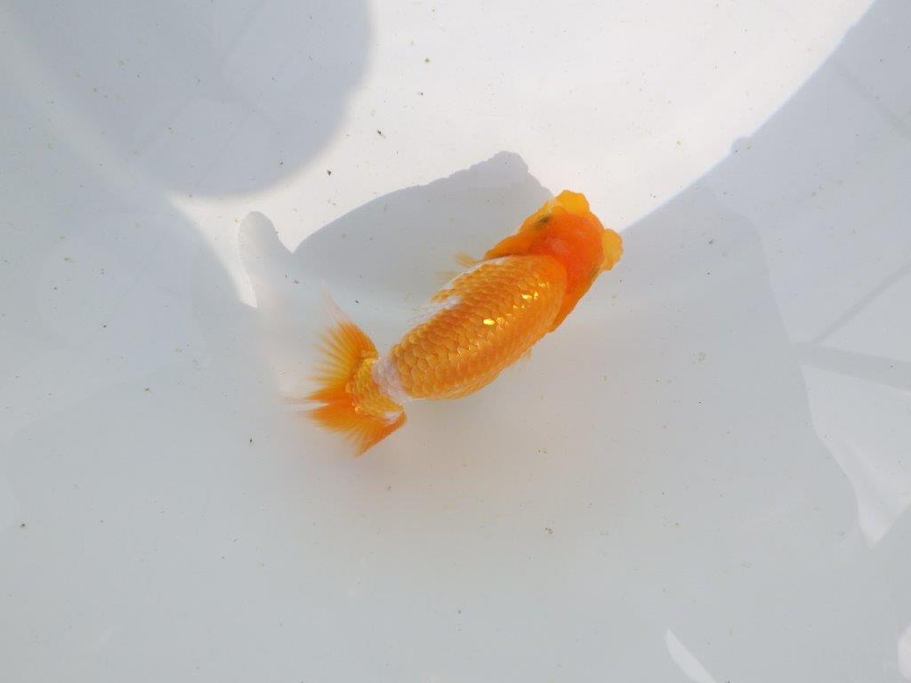 【 鉄板！！】飼い込みお勧めの当歳らんちゅう　東大関系統　約10,5㎝