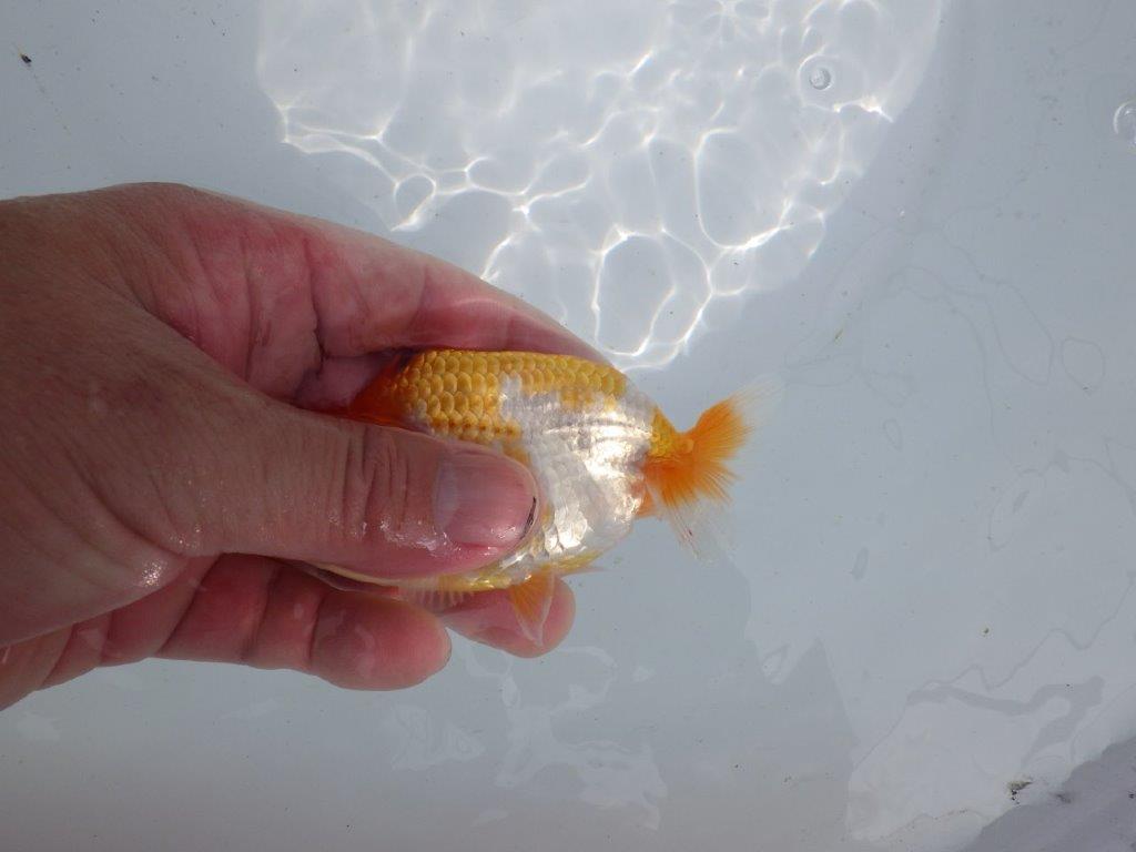 【 鉄板！！】飼い込みお勧めの当歳らんちゅう　東大関系統　約10,5㎝