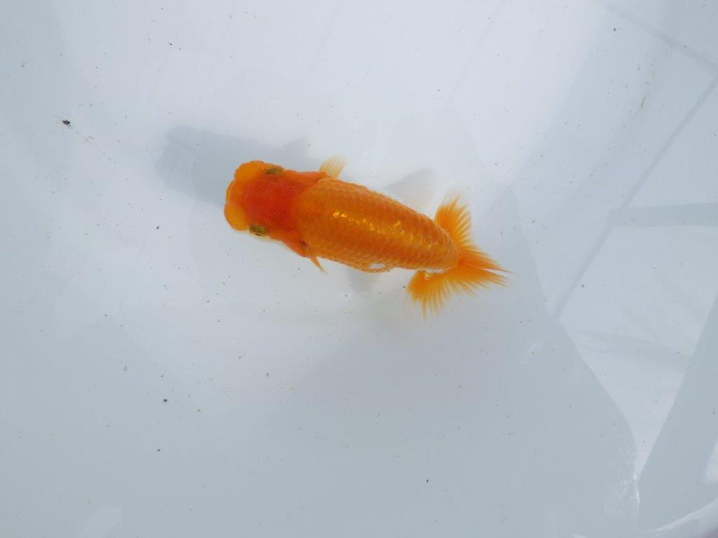 【 鉄板！！】品評大会に向けて飼い込みお勧めの当歳らんちゅう　東大関系統　約12,5㎝