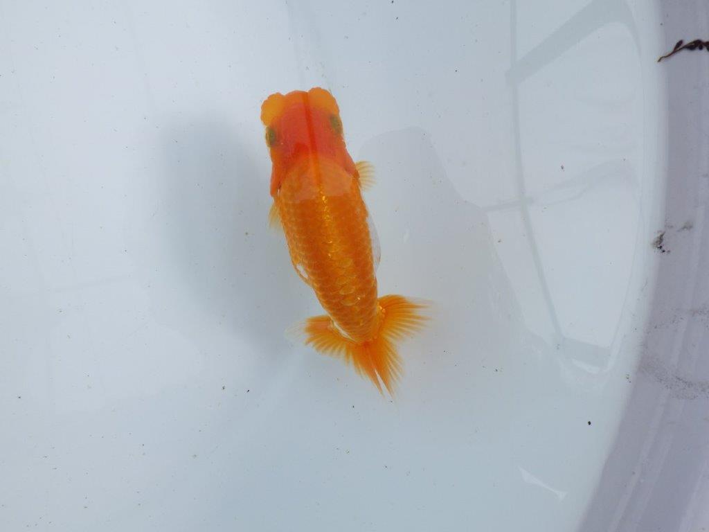 【 鉄板！！】品評大会に向けて飼い込みお勧めの当歳らんちゅう　東大関系統　約12,5㎝