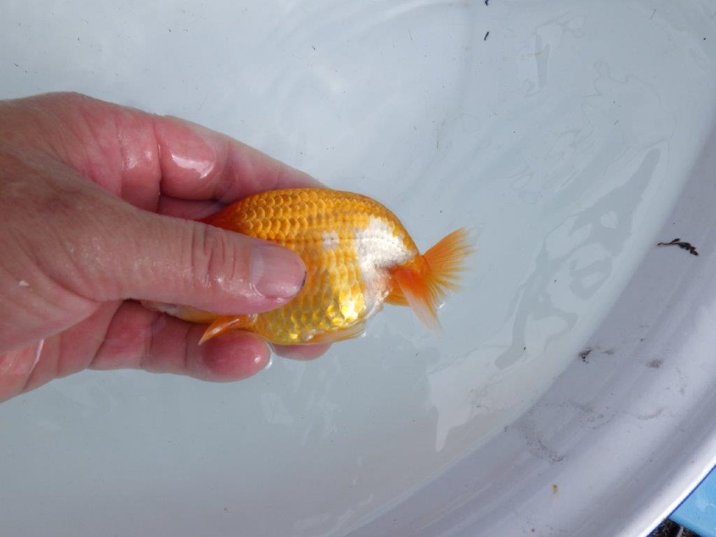 【 鉄板！！】品評大会に向けて飼い込みお勧めの当歳らんちゅう　東大関系統　約12,5㎝