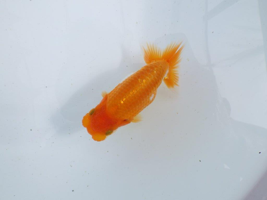 【 鉄板！！】品評大会に向けて飼い込みお勧めの当歳らんちゅう　東大関系統　約12,5㎝