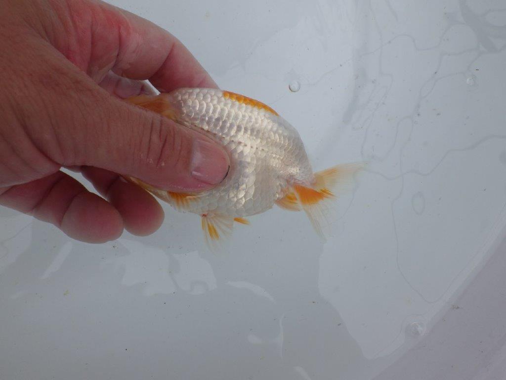 【 鉄板！！】ご鑑賞お勧めの当歳らんちゅう　東大関系統　約12,5㎝
