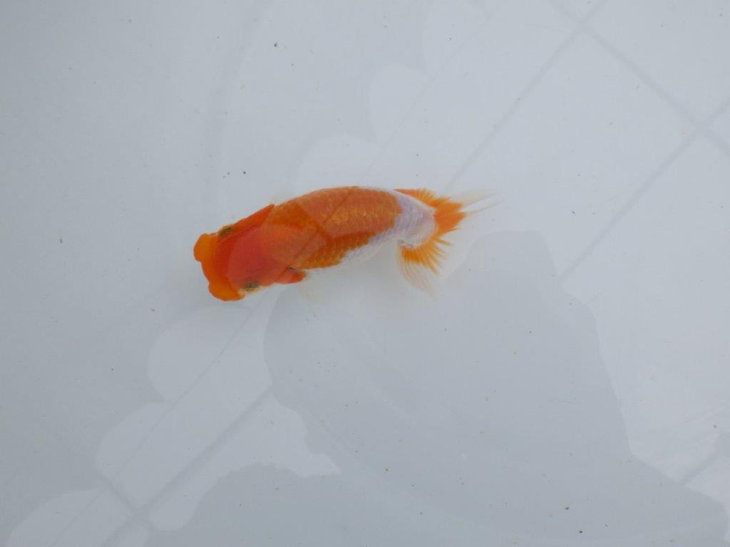 【 鉄板！！】フンタン＆色艶が良い更紗当歳らんちゅう　東大関系統　約12㎝