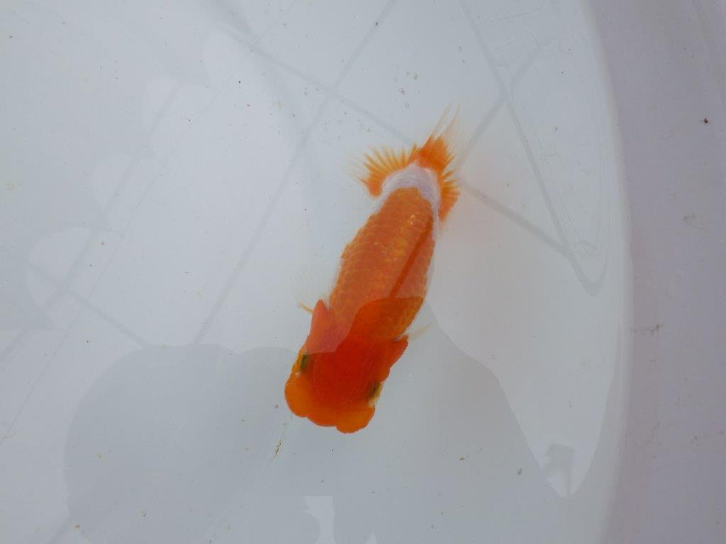 【 鉄板！！】フンタン＆色艶が良い更紗当歳らんちゅう　東大関系統　約12㎝