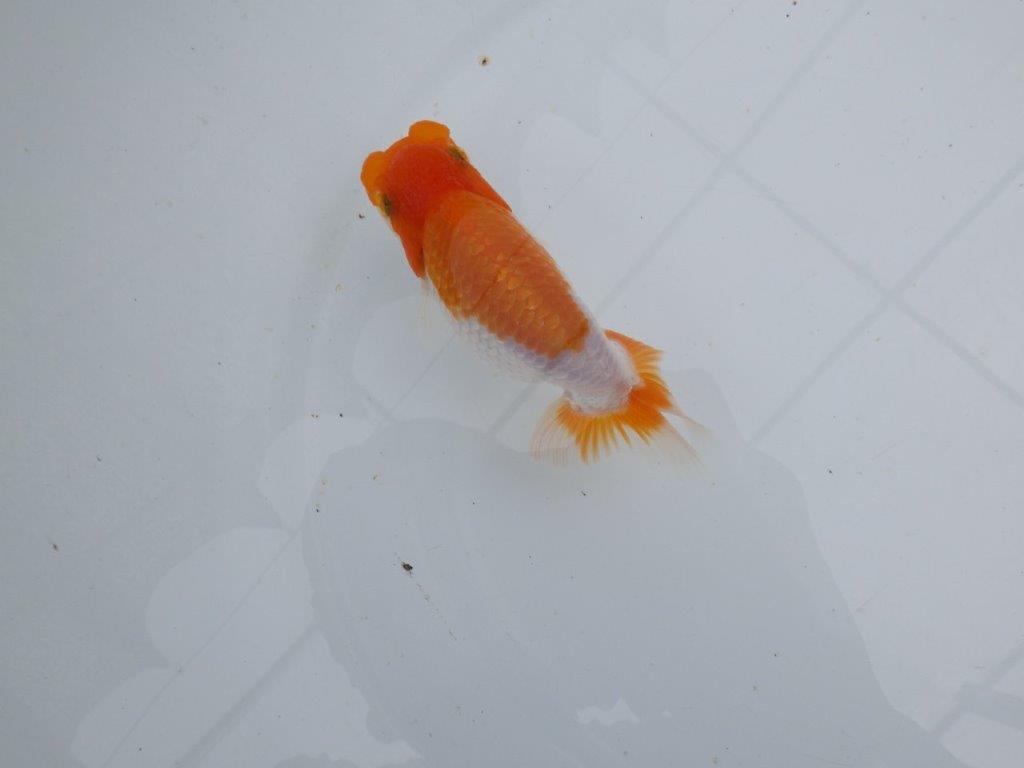 【 鉄板！！】フンタン＆色艶が良い更紗当歳らんちゅう　東大関系統　約12㎝