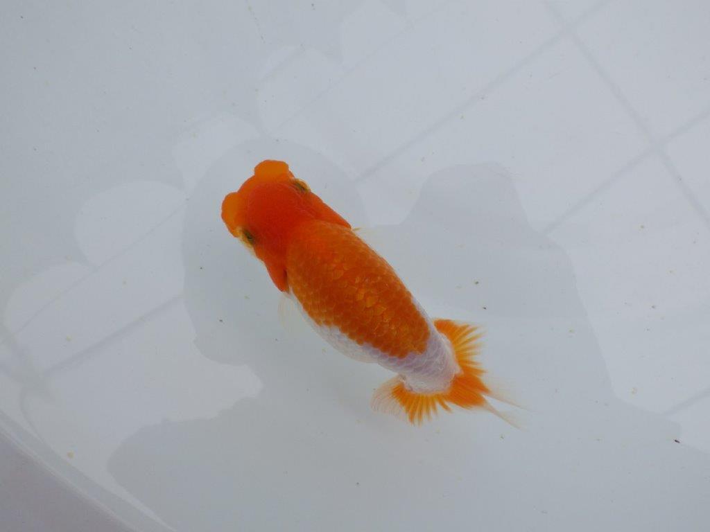 【 鉄板！！】フンタン＆色艶が良い更紗当歳らんちゅう　東大関系統　約12㎝