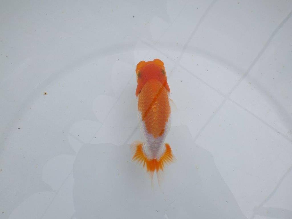 【 鉄板！！】フンタン＆色艶が良い更紗当歳らんちゅう　東大関系統　約12㎝