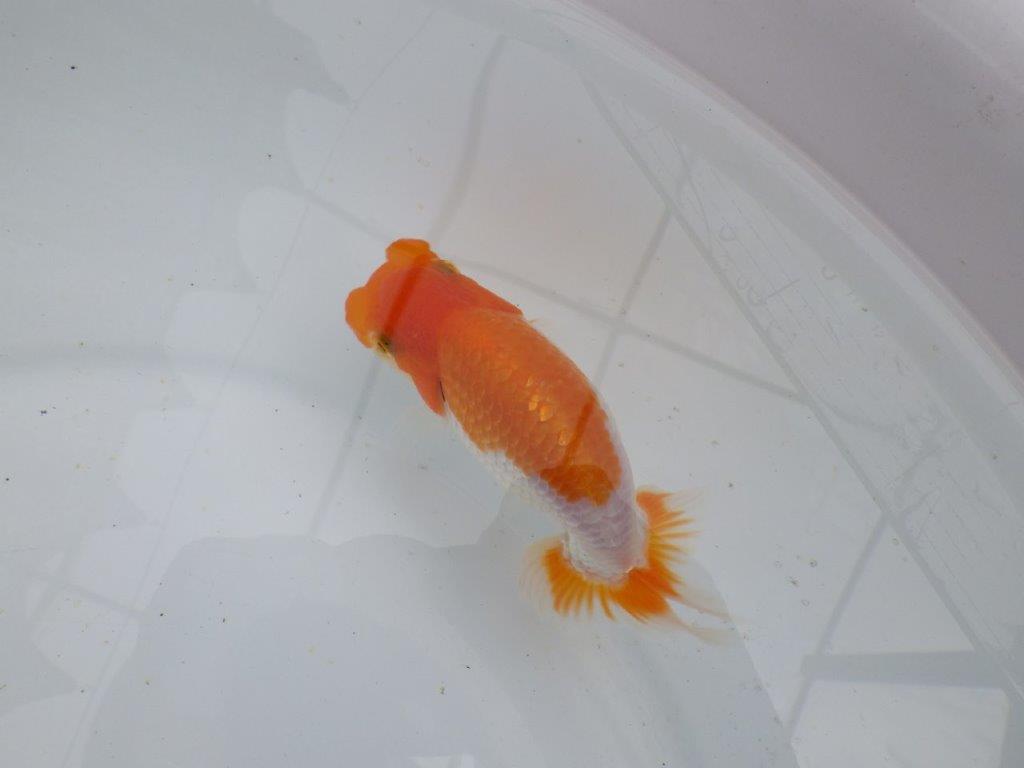 【 鉄板！！】フンタン＆色艶が良い更紗当歳らんちゅう　東大関系統　約12㎝