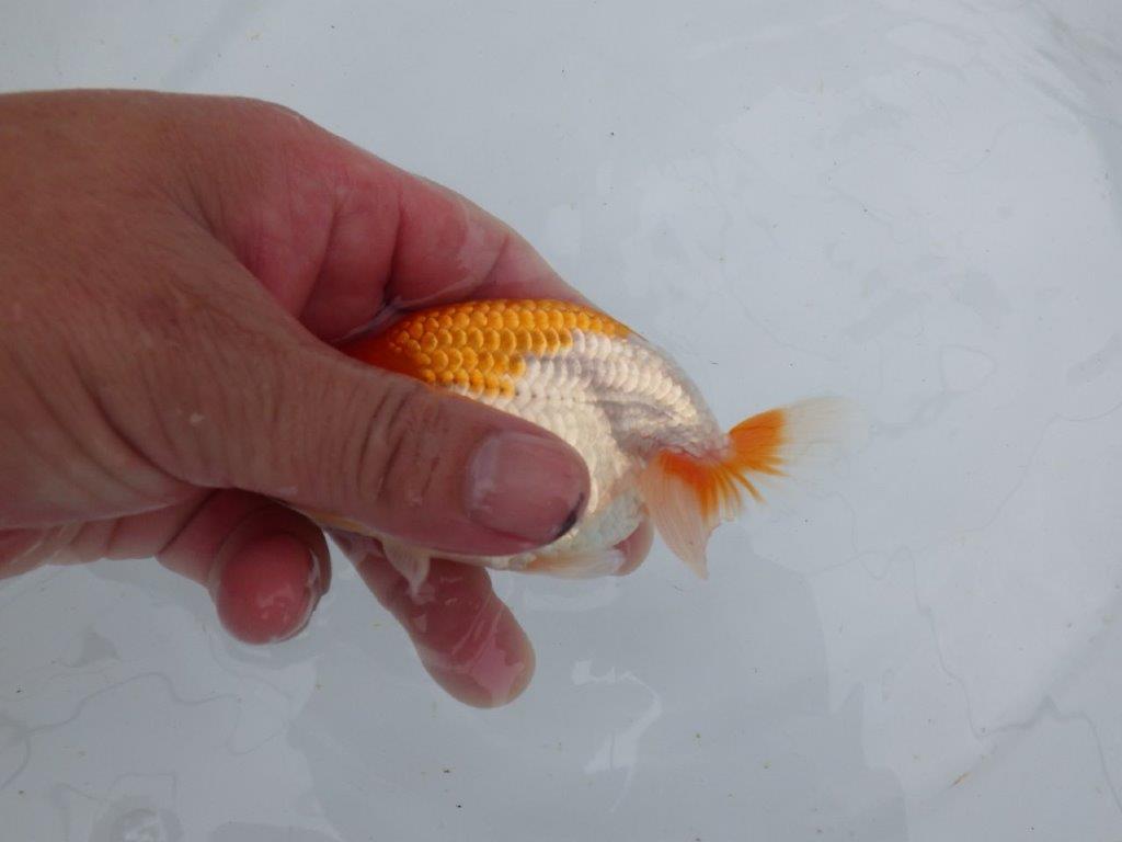 【 鉄板！！】フンタン＆色艶が良い更紗当歳らんちゅう　東大関系統　約12㎝