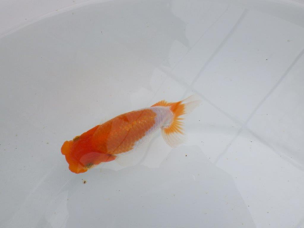 【 鉄板！！】フンタン＆色艶が良い更紗当歳らんちゅう　東大関系統　約12㎝