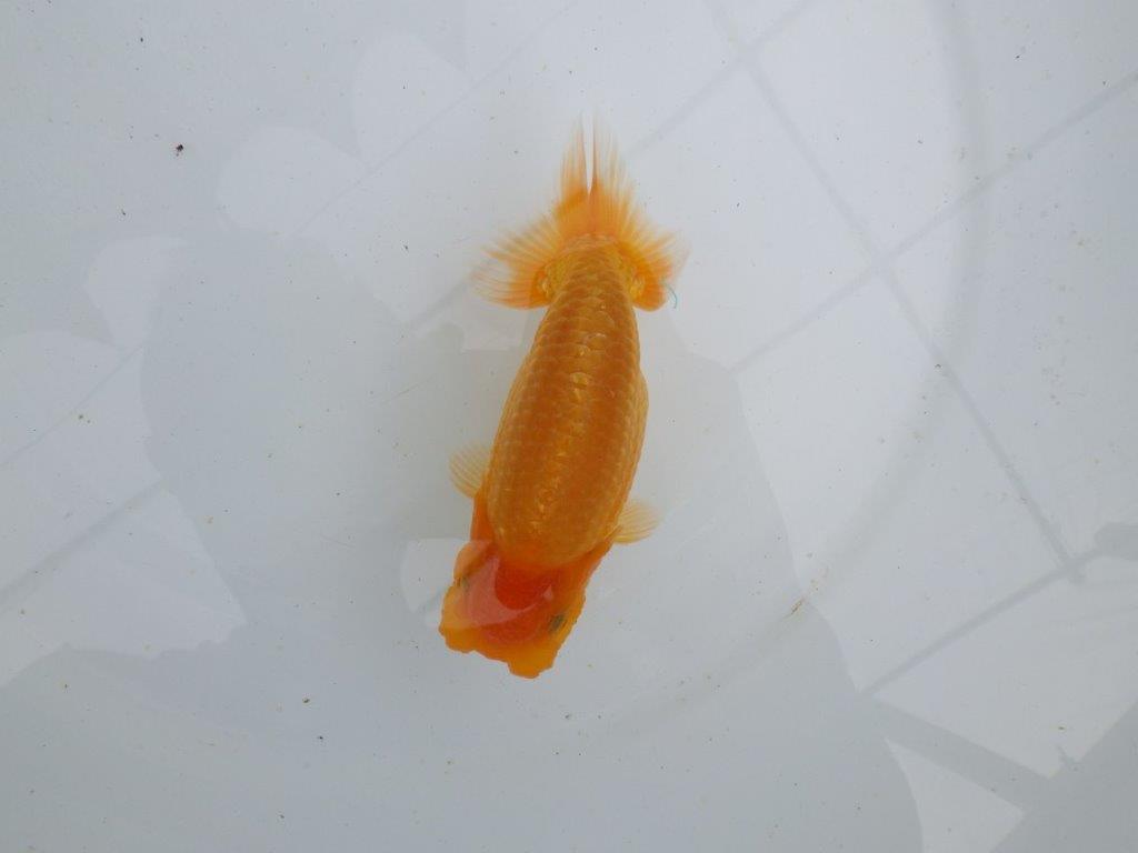 【 鉄板！！】上質、飼い込みお勧めの当歳らんちゅう　東大関系統　約13㎝