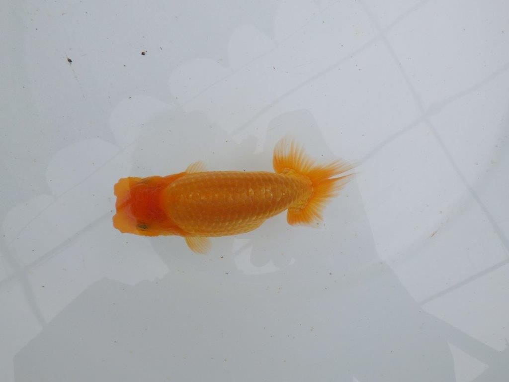 【 鉄板！！】上質、飼い込みお勧めの当歳らんちゅう　東大関系統　約13㎝