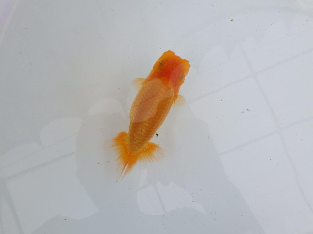 【 鉄板！！】上質、飼い込みお勧めの当歳らんちゅう　東大関系統　約13㎝