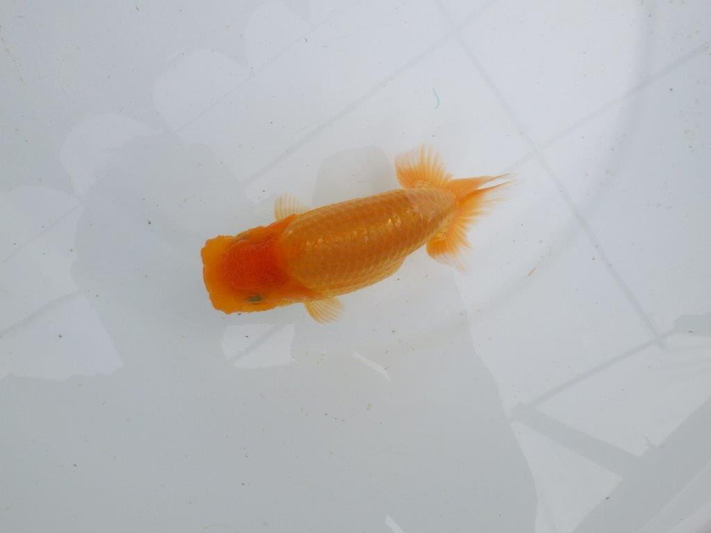 【 鉄板！！】上質、飼い込みお勧めの当歳らんちゅう　東大関系統　約13㎝