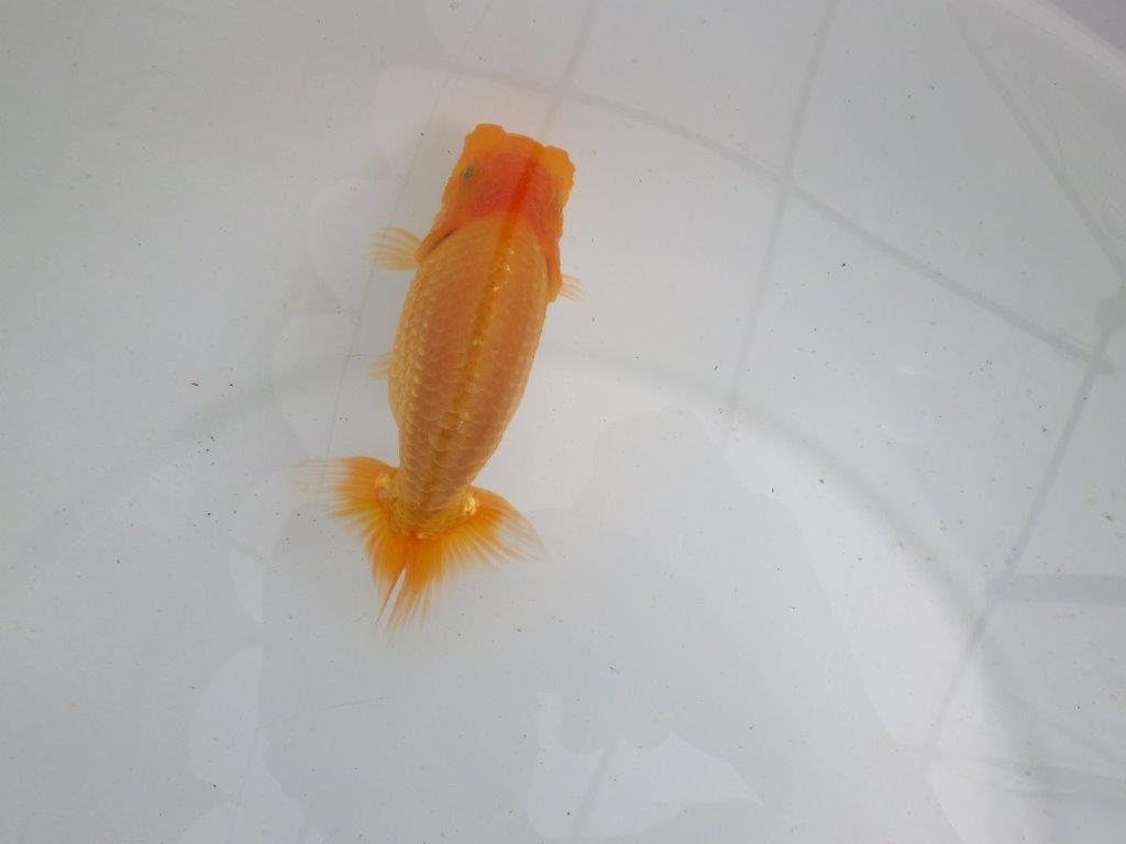 【 鉄板！！】上質、飼い込みお勧めの当歳らんちゅう　東大関系統　約13㎝