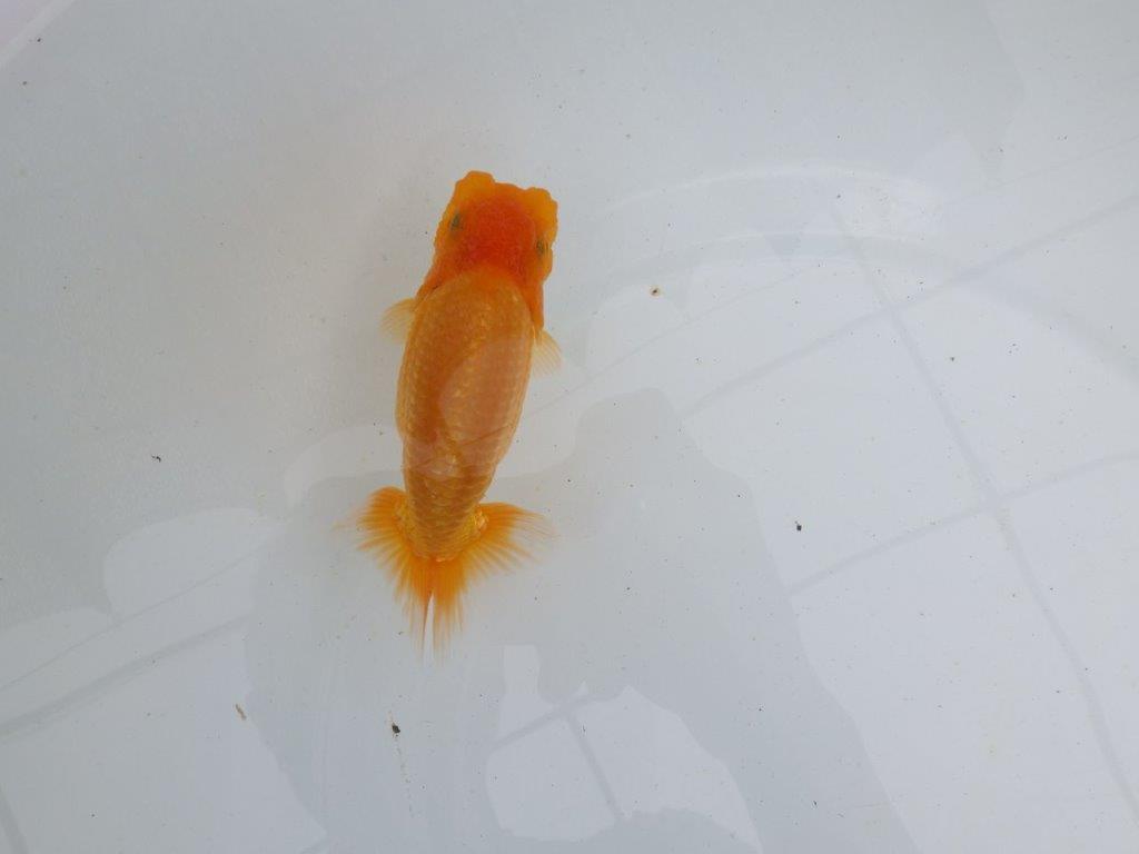 【 鉄板！！】上質、飼い込みお勧めの当歳らんちゅう　東大関系統　約13㎝