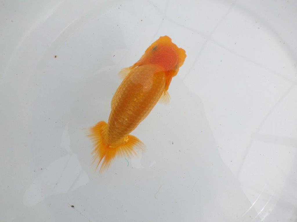 【 鉄板！！】上質、飼い込みお勧めの当歳らんちゅう　東大関系統　約13㎝