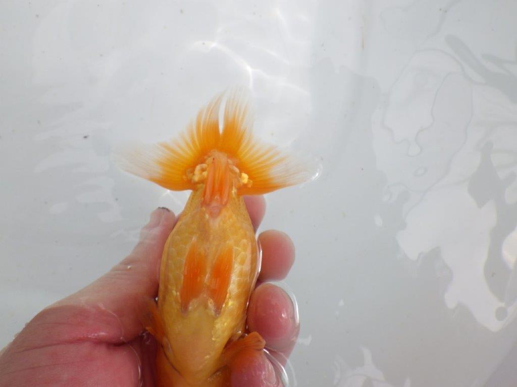 【 鉄板！！】上質、飼い込みお勧めの当歳らんちゅう　東大関系統　約13㎝