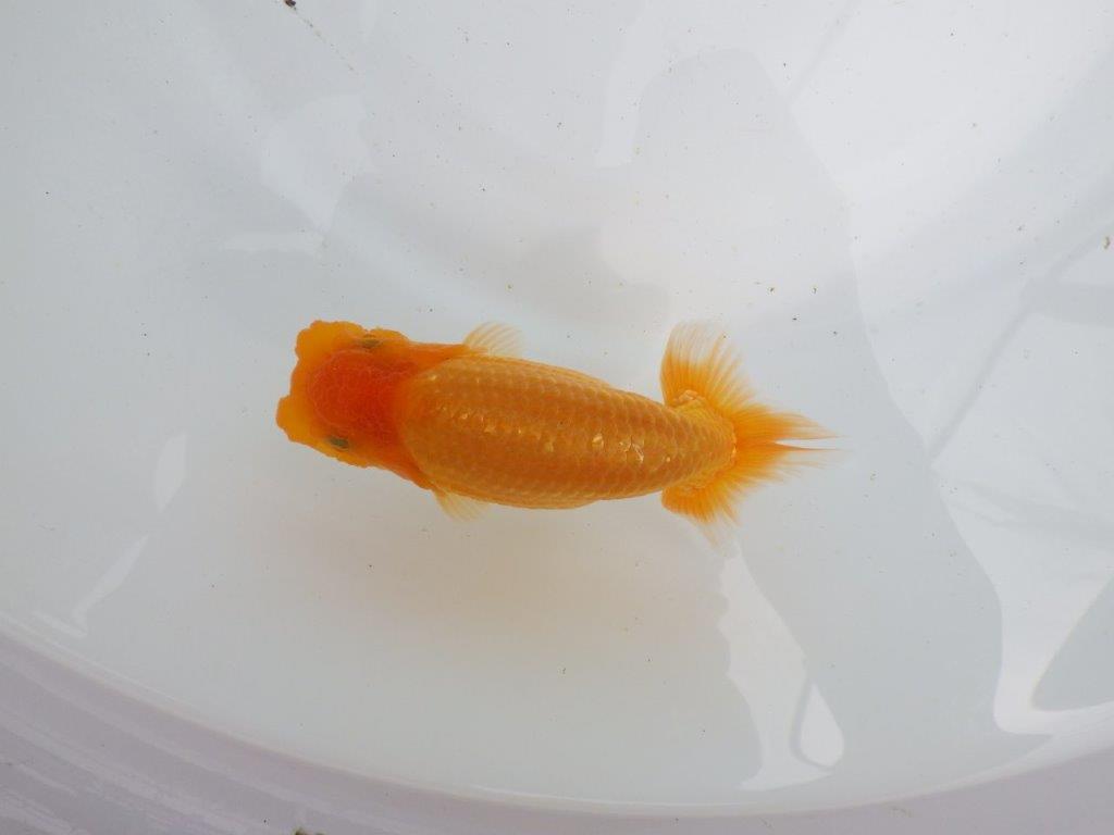 【 鉄板！！】上質、飼い込みお勧めの当歳らんちゅう　東大関系統　約13㎝