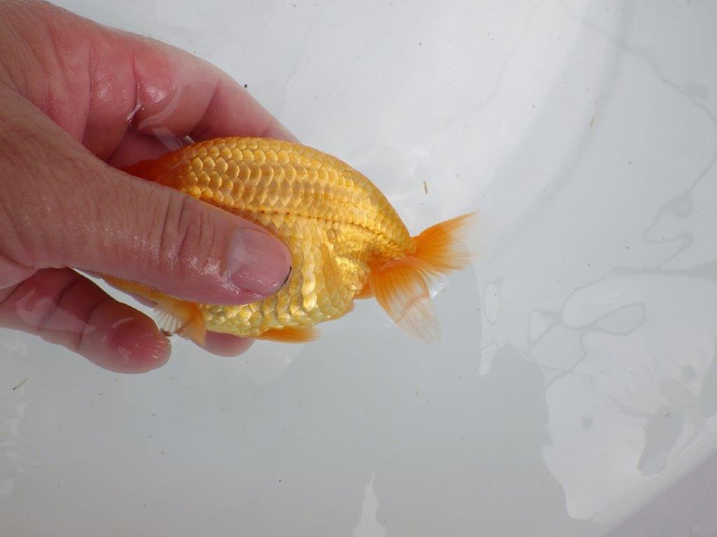 【 鉄板！！】上質、飼い込みお勧めの当歳らんちゅう　東大関系統　約13㎝