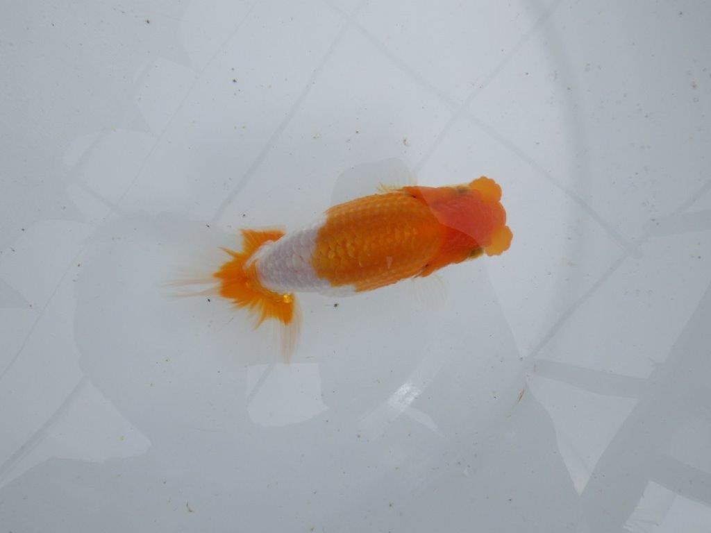 【 鉄板！！】素晴らしい雰囲気の当歳らんちゅう　東大関系統　約13,5㎝