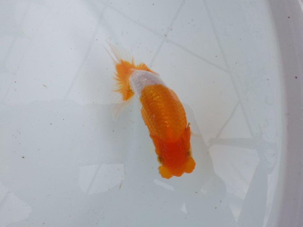 【 鉄板！！】素晴らしい雰囲気の当歳らんちゅう　東大関系統　約13,5㎝