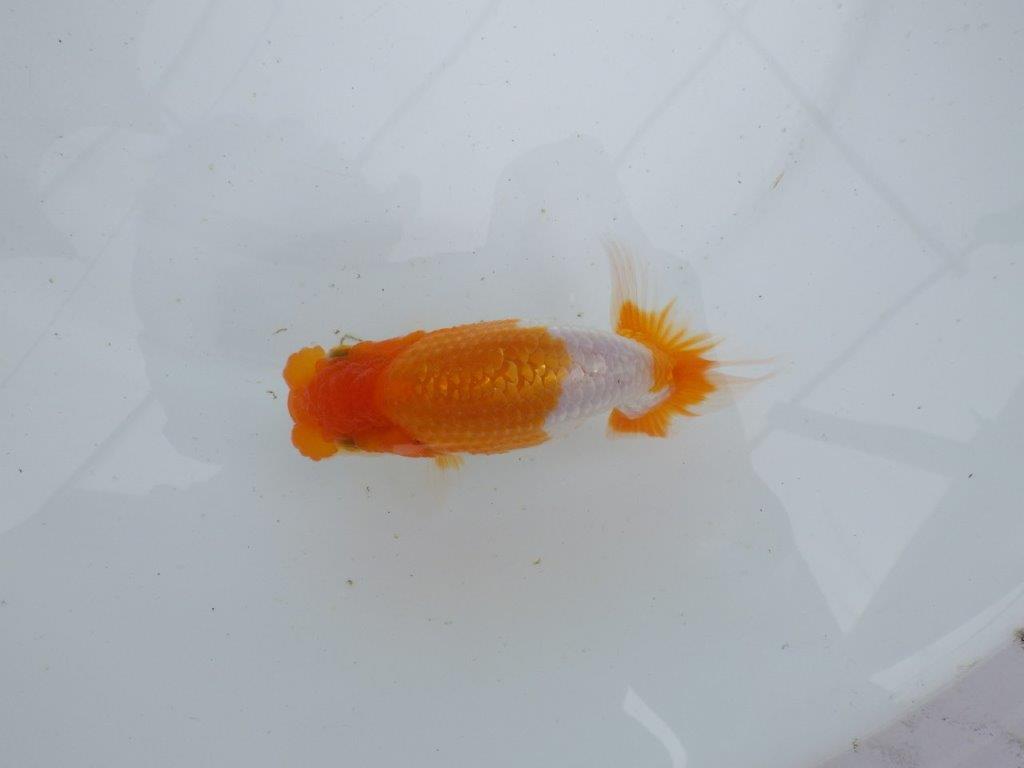 【 鉄板！！】素晴らしい雰囲気の当歳らんちゅう　東大関系統　約13,5㎝