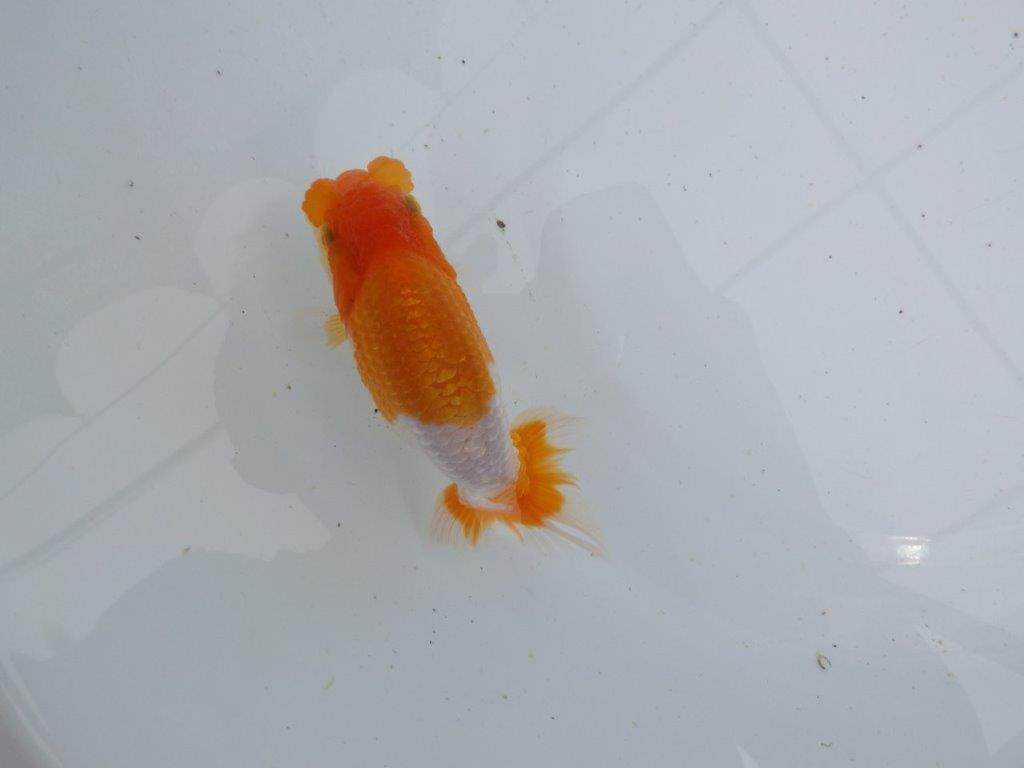 【 鉄板！！】素晴らしい雰囲気の当歳らんちゅう　東大関系統　約13,5㎝