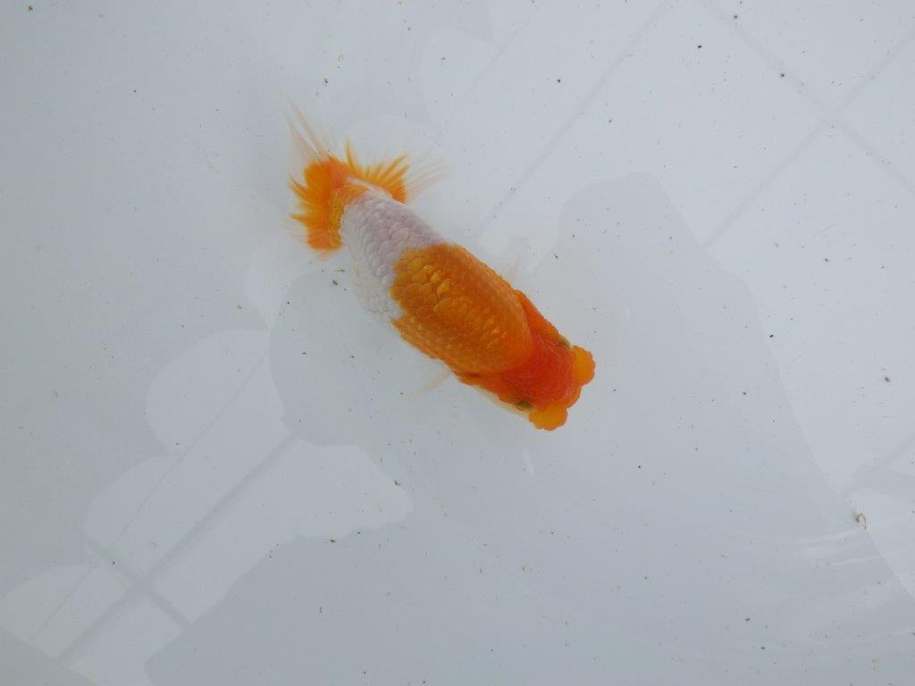 【 鉄板！！】素晴らしい雰囲気の当歳らんちゅう　東大関系統　約13,5㎝