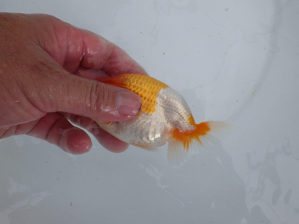 【 鉄板！！】素晴らしい雰囲気の当歳らんちゅう　東大関系統　約13,5㎝