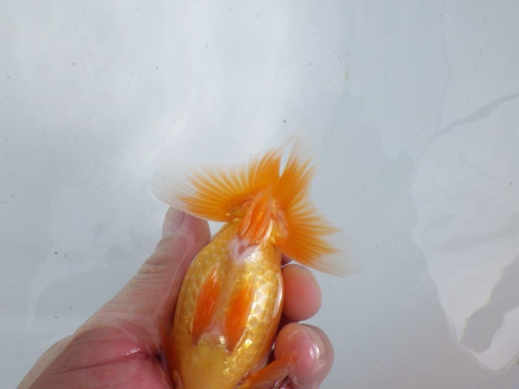 【 鉄板！！】太くたくましい体系の更紗当歳らんちゅう　東大関系統　約12,5㎝
