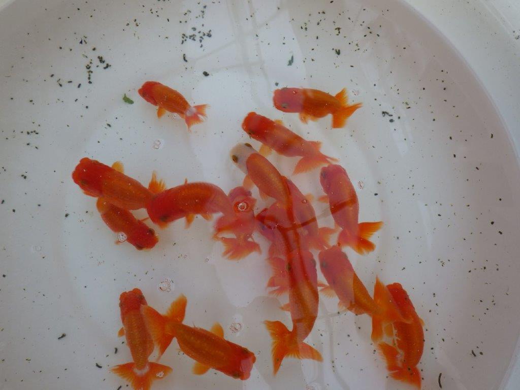 【タタキ池で管理してきた色の濃い二歳らんちゅう】２尾セット　二歳らんちゅうです　約９㎝ ～
