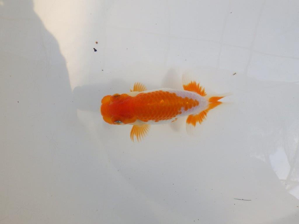【 一押し！！】色艶の良い綺麗な更紗らんちゅう　　期間限定販売　約13㎝　性別不明