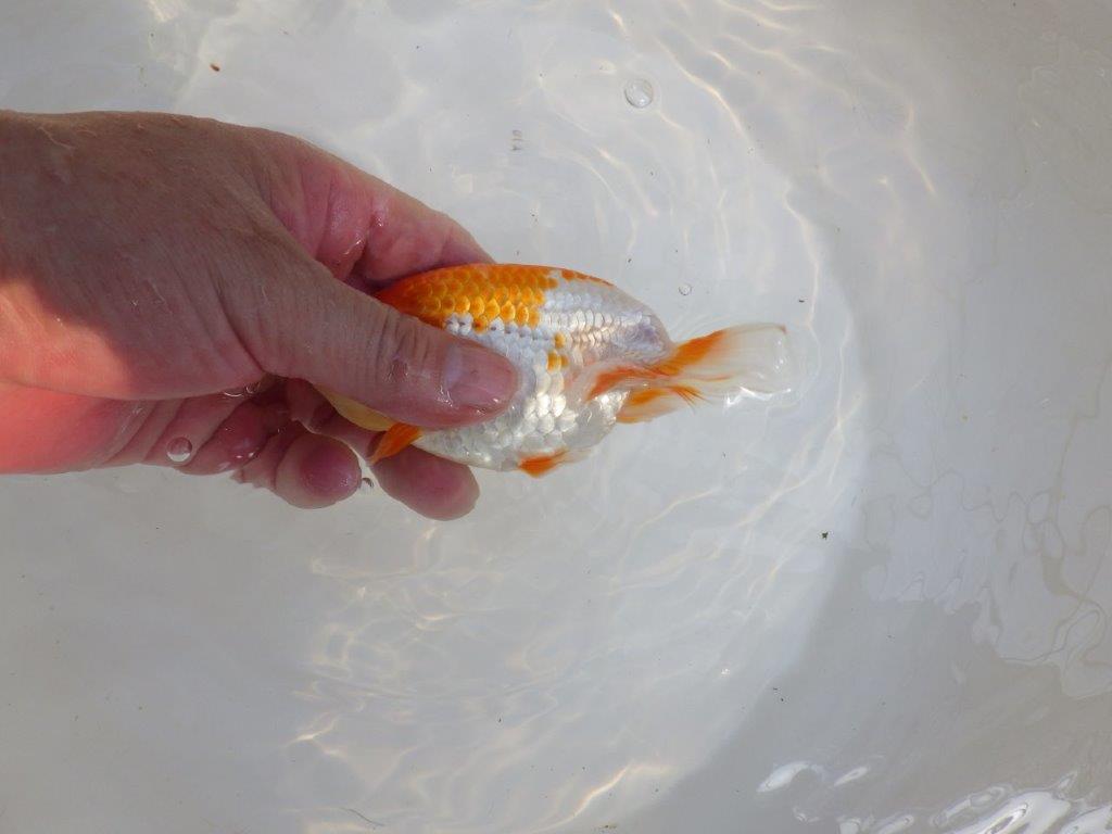 【 一押し！！】色艶の良い綺麗な更紗らんちゅう　　期間限定販売　約13㎝　性別不明