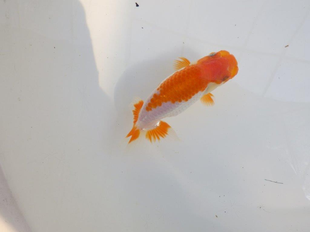 【 一押し！！】色艶の良い綺麗な更紗らんちゅう　　期間限定販売　約13㎝　性別不明