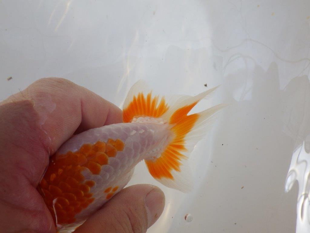 【 一押し！！】色艶の良い綺麗な更紗らんちゅう　　期間限定販売　約13㎝　性別不明