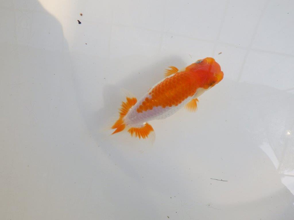 【 一押し！！】色艶の良い綺麗な更紗らんちゅう　　期間限定販売　約13㎝　性別不明の上身
