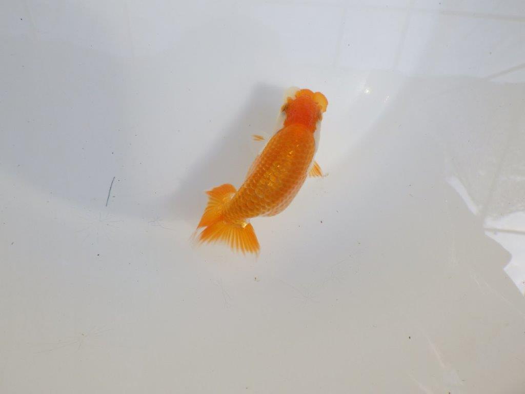 【 一押し！！】頭が良く綺麗な更紗らんちゅう　　期間限定販売　約11㎝　性別不明