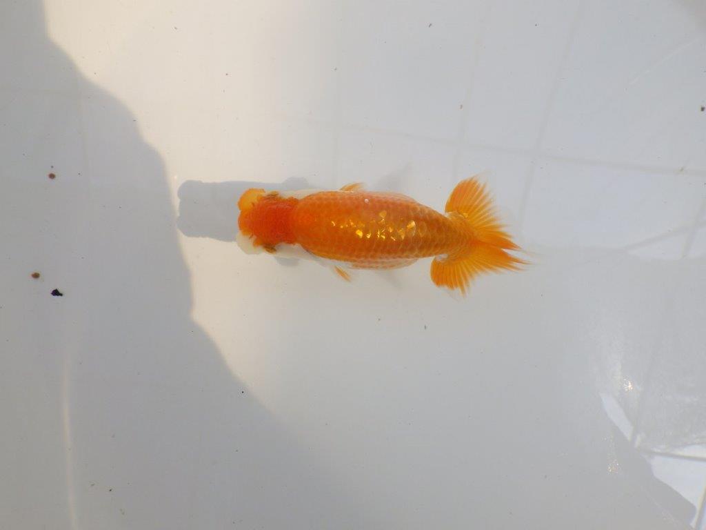 【 一押し！！】頭が良く綺麗な更紗らんちゅう　　期間限定販売　約11㎝　性別不明