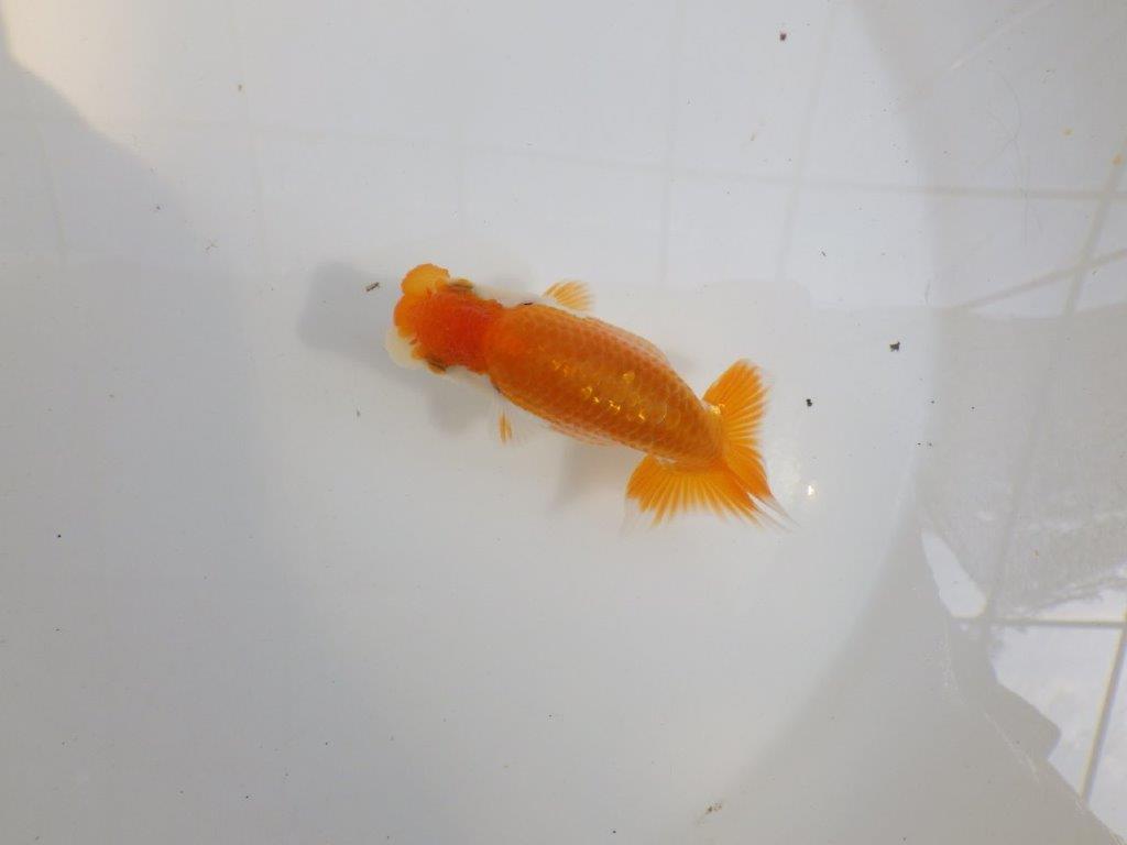 【 一押し！！】頭が良く綺麗な更紗らんちゅう　　期間限定販売　約11㎝　性別不明