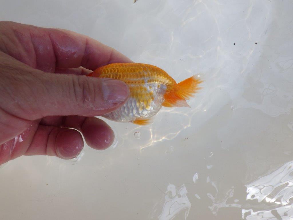 【 一押し！！】頭が良く綺麗な更紗らんちゅう　　期間限定販売　約11㎝　性別不明