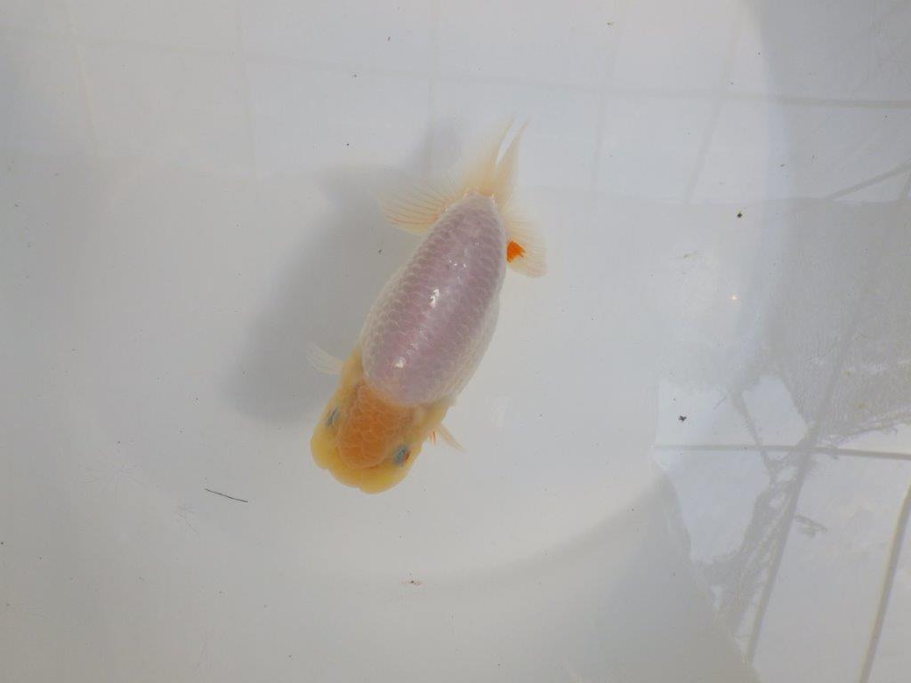 【 一押し！！】素晴らしい雰囲気の白らんちゅう　　期間限定販売　約14㎝　メス？