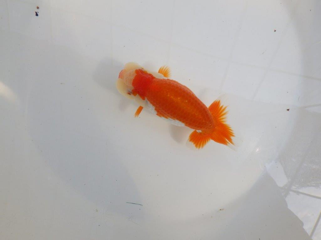 【 一押し！！】色艶が良くご鑑賞お勧めの更紗らんちゅう　　期間限定販売　約13㎝　メス？